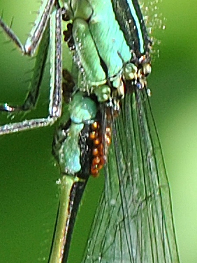 Ischnura parassitata?